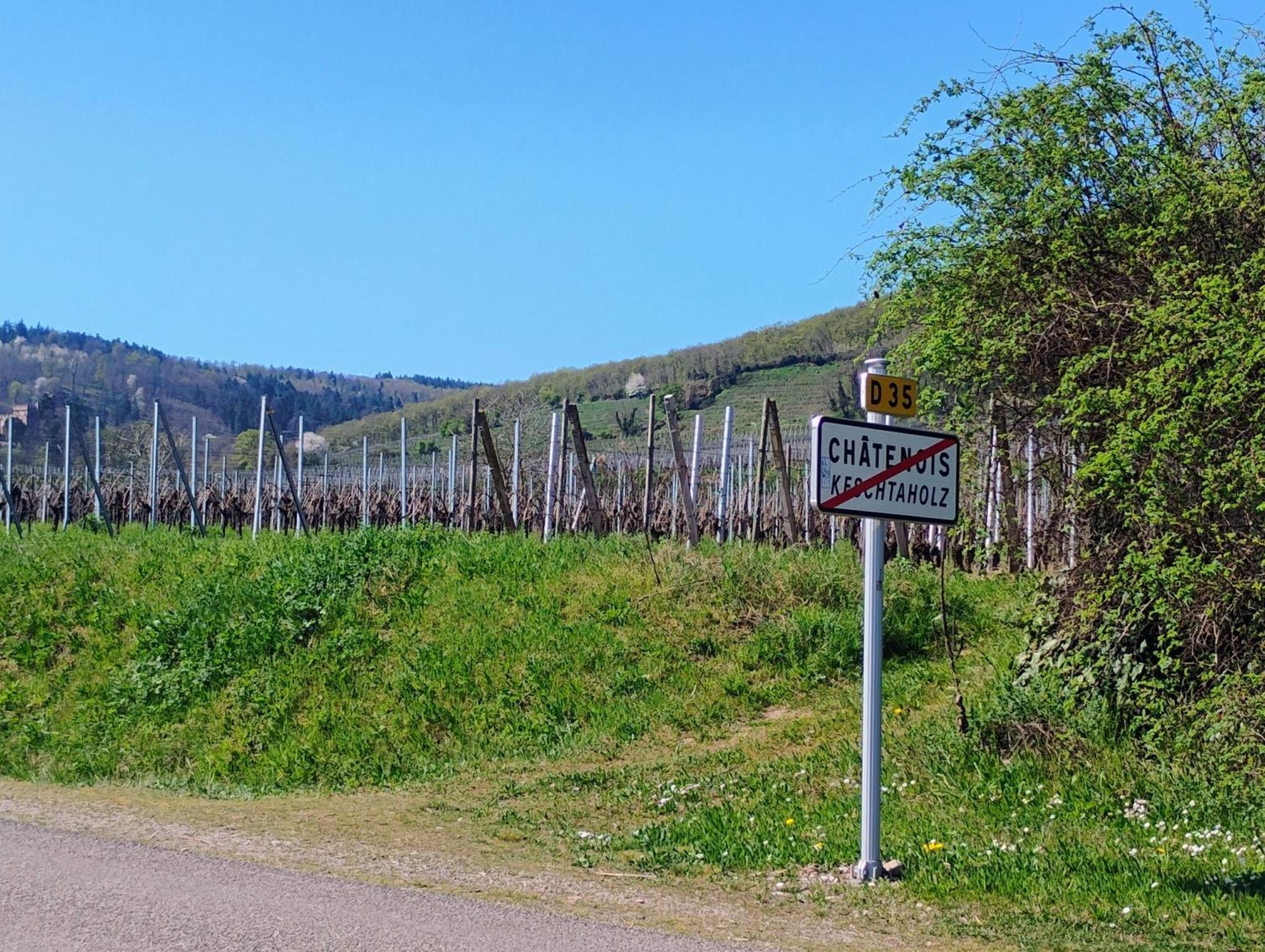 Gite Le Marronnier - Au Calme - Parking & Terrasse - Pres De Colmar Et Riquewihr - Route Des Vins Châtenois Exterior foto